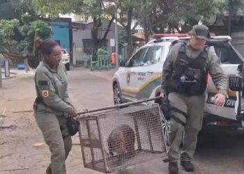 Capivara é resgatada em Santa Rosa após circulação inesperada no Largo do Marrão