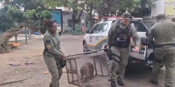 Capivara é resgatada em Santa Rosa após circulação inesperada no Largo do Marrão