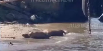Capivaras são flagradas na beira da Baía de Guanabara, surpreendendo moradores