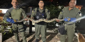 Moradores da Região Oceânica de Niterói encontram serpente dentro de residência e acionam a Guarda Municipal