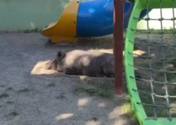 Porco é encontrado no parquinho da Praça Guadalajara, em Niterói
