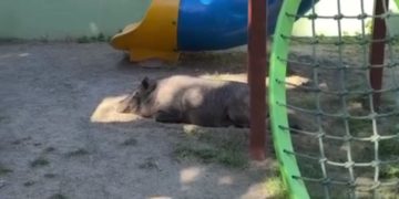 Porco é encontrado no parquinho da Praça Guadalajara, em Niterói