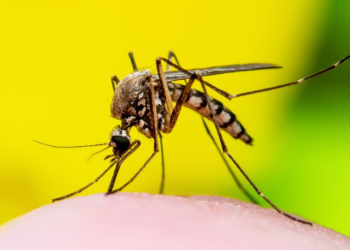 São Paulo registra cinco mortes por febre amarela e reforça campanha de vacinação