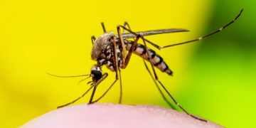 São Paulo registra cinco mortes por febre amarela e reforça campanha de vacinação