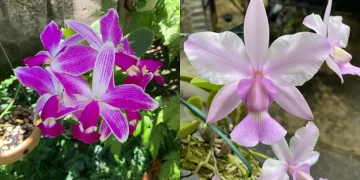 Niterói comemora 27 anos com a 40ª Exposição de Orquídeas na Casa da Amizade