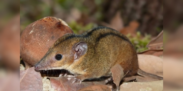 Nova espécie de marsupial é descoberta na Mata Atlântica do Rio de Janeiro