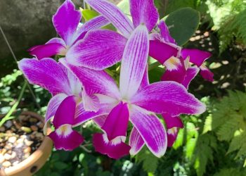 Niterói realiza 40ª Exposição de Orquídeas nos dias 30 e 31 de maio