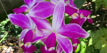 Niterói realiza 40ª Exposição de Orquídeas nos dias 30 e 31 de maio