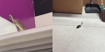 Denúncia aponta infestação de ratos na unidade da American Pet em Niterói
