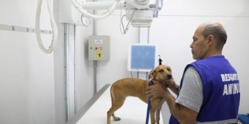 Câmara aprova exame de qualificação para medicina veterinária no Brasil