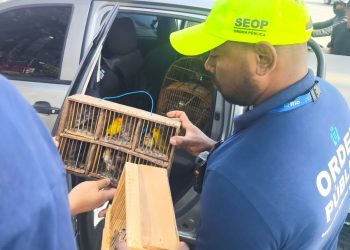 Operação resgata 20 pássaros ilegais na Feira da Tijuca e os libera no Parque Estadual