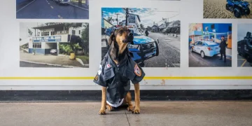 Polícia Militar de Niterói e São Gonçalo integra cães e cadela em suas rotinas e histórias