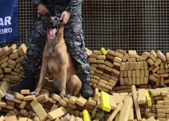 Alerj homenageia cão Hulk com Medalha Tiradentes por operação de maior apreensão de drogas no Brasil