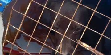 Homem é preso por abuso sexual e maus-tratos a cadela em Itaboraí após denúncia e resgate do animal
