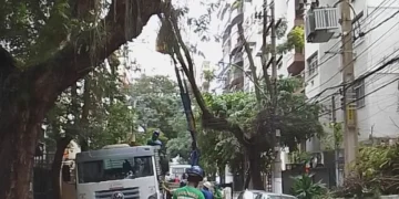 Responsabilidades na poda de árvores em Niterói: Enel e prefeitura atuam para segurança e preservação