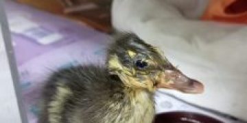 São Gonçalo atende 164 animais silvestres em abril, reforçando atuação na reabilitação e conservação
