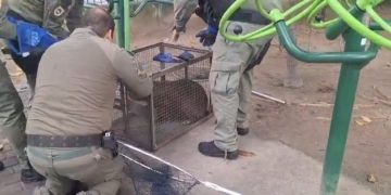 Capivara é resgatada na Praça do Largo do Marrão, em Santa Rosa, e reintegrada à natureza