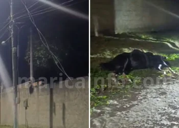 Cavalo morre após choque elétrico em fiação caída no bairro Silvado, em Maricá