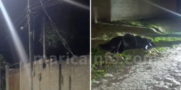 Cavalo morre após choque elétrico em fiação caída no bairro Silvado, em Maricá