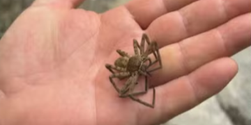 Moradores de Irajá enfrentam infestação de aranhas há dois anos; ação ainda pontual