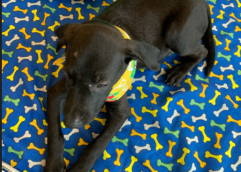 Campanha de adoção pet no Shopping Nova Iguaçu promove resgatados e vacinação gratuita