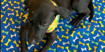 Campanha de adoção pet no Shopping Nova Iguaçu promove resgatados e vacinação gratuita