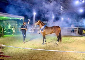 Leilão de Cavalo Mangalarga Marchador no Parque Rural de Niterói acontece entre 5 e 9 de maio