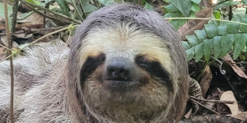 Bicho-preguiça é devolvido à mata após resgate na Reserva da Juatinga, em Paraty