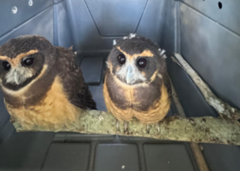 Inea devolve à natureza três animais silvestres recuperados em Paraty