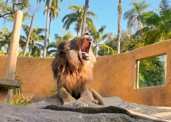 BioParque do Rio promove lazer e conservação no feriado de 1º de maio