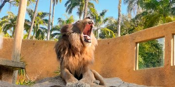 BioParque do Rio promove lazer e conservação no feriado de 1º de maio