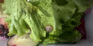 Caracol na salada leva restaurante a apurar conduta após denúncia em Rio