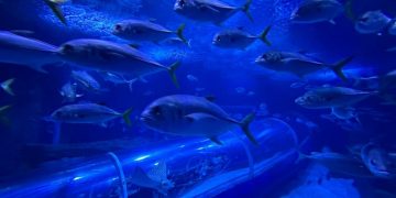 AquaRio realiza ação de limpeza subaquática na Reserva de Itaipu em apoio à Semana dos Oceanos
