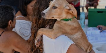Prefeitura de Maricá promove campanha de adoção de cães e gatos em Ponta Negra