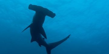 Poluição químico-marinha por antidepressivos cresce e ameaça fauna oceânica