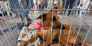 Campanhas de adoção em Maricá resgatam e reúnem centenas de animais a novos lares