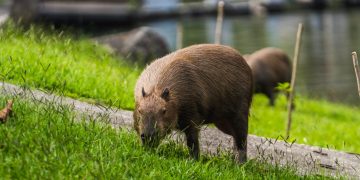 Recuperação ambiental da Lagoa Rodrigo de Freitas revela volta de fauna e impulsiona ecoturismo