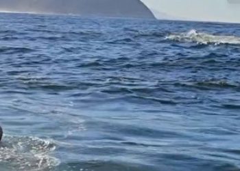 Resgate de baleia presa a cabo reforça a importância da preservação marinha em Niterói
