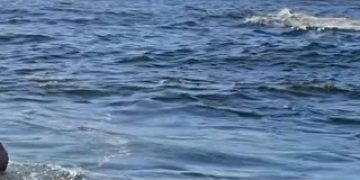 Resgate de baleia presa a cabo reforça a importância da preservação marinha em Niterói