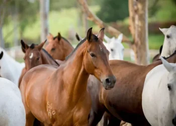 Prefeitura de Santo Antônio de Pádua regula apreensão de animais soltos nas ruas