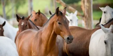 Prefeitura de Santo Antônio de Pádua regula apreensão de animais soltos nas ruas