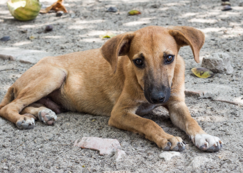 Prefeitura de São Gonçalo sanciona lei para proteção e bem-estar de animais em eventos públicos