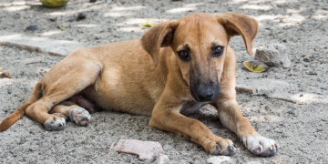 Prefeitura de São Gonçalo sanciona lei para proteção e bem-estar de animais em eventos públicos