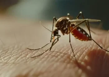 Governo de São Paulo registra quinto óbito por febre amarela em 2026 e reforça campanha de vacinação