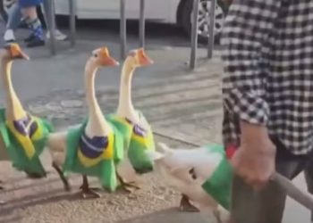 Gansos com bandeiras do Brasil assustam moradores no bairro Paciência