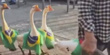 Gansos com bandeiras do Brasil assustam moradores no bairro Paciência