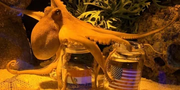 Polvo Úrsula prevê resultados da Copa do Mundo em Balneário Camboriú