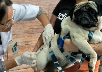 São Gonçalo realiza vacinação antirrábica gratuita neste sábado como parte do programa Vacina Mais RJ