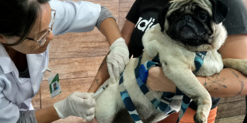 São Gonçalo realiza vacinação antirrábica gratuita neste sábado como parte do programa Vacina Mais RJ