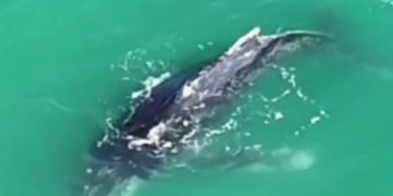 Baleia de cerca de seis metros é resgatada na Praia de Costazul, em Rio das Ostras